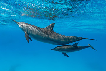 mother and baby  Spinner dolphins (Stenella longirorstris) swimming over sand in Sataya reef,...