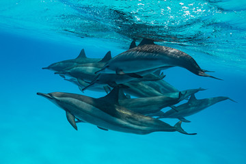 pod of Spinner dolphins (Stenella longirorstris) swimming over sand in Sataya reef, Egypt, Red Sea