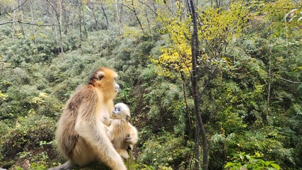 golden snub nosed monkeys in autumn