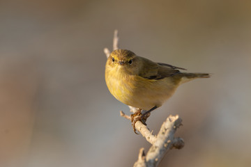 Chiffchaff.