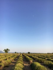 Fototapeta na wymiar lavender field in provence 