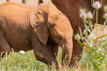 Fototapeta na wymiar a small african elephant enjoying in a green meadow