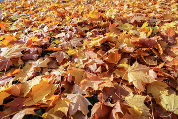 Autumn yellow leaves