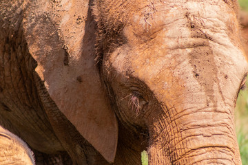 a small african elephant enjoying in a green meadow