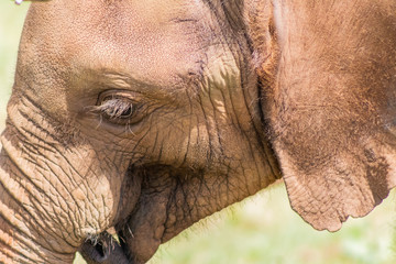a small african elephant enjoying in a green meadow