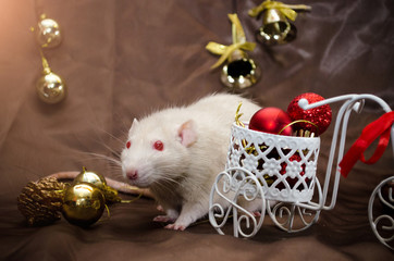 White albino rat with red eyes sits near bicycle with red balls and ribbon, in New Year...
