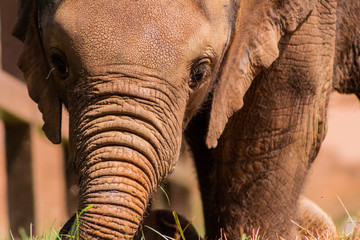 a small african elephant enjoying in a green meadow