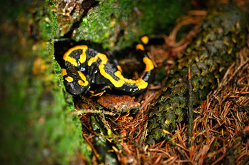 Salamandra - spotted salamander crouching in the forest.