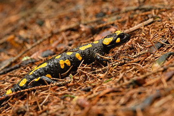Salamandra - spotted Salamander crawling in the forest.