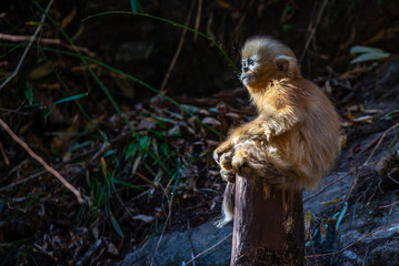 golden snub nosed monkey shaanxi china