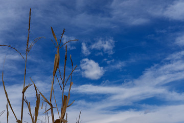 Corn Stalk and Blue Sky