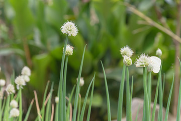 Organic scallions flowering at rural garden in the North Vietnam