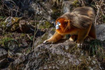 golden snub nosed monkey shaanxi china