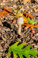 Young parasol mushroom, unopened Macrolepiota procera. - 300456602