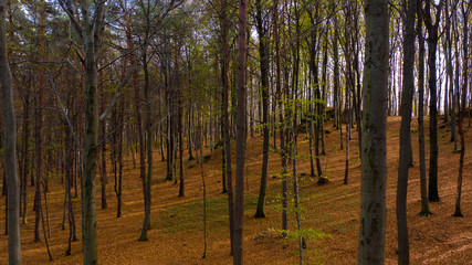 sunset in the forest