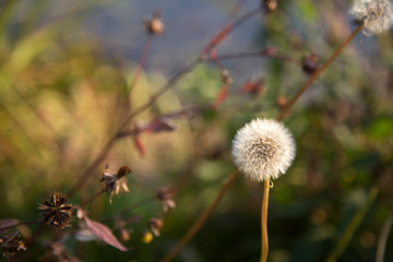 Dandelion with blurred background