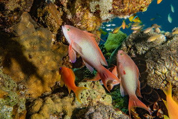 Obraz premium Fish swim in the Red Sea, colorful fish, Eilat Israel