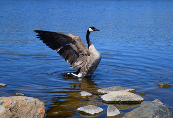 Canadian Goose