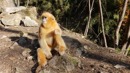 golden snub nosed monkey sitting on the ground