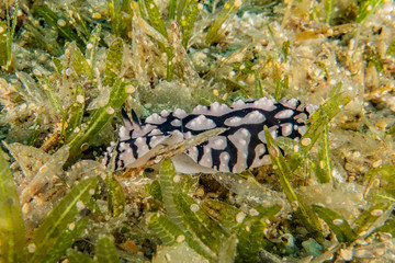 Sea slug in the Red Sea Colorful and beautiful, Eilat Israel