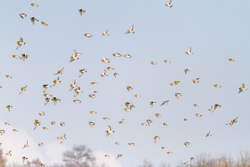 flock of beautiful birds flies through the sky