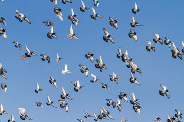 flock of pigeons flies beautifully in the blue sky