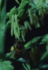 Honey Bee on Sweet Corn