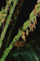 Honey Bee on Sweet Corn