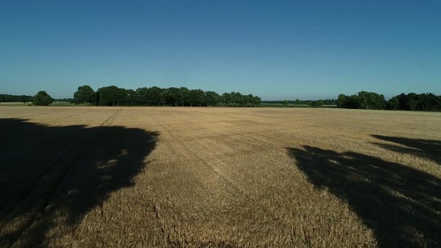 Ein Drohnenflug &uuml;ber einen Getreidefeld inkl. sch&ouml;nen Windeffekt