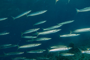 Fish swim in the Red Sea, colorful fish, Eilat Israel