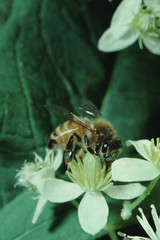 Honey Bee on Wild Clematis Flower