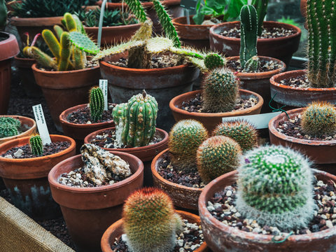 vintage image of many different green cacti in ceramic pots growing in a botanical garden