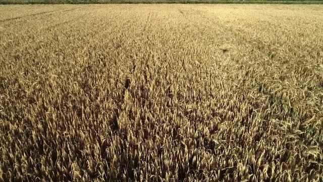 Ein Drohnenflug &uuml;ber einen Getreidefeld inkl. sch&ouml;nen Windeffekt