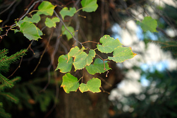 beautiful autumn leaves changing color