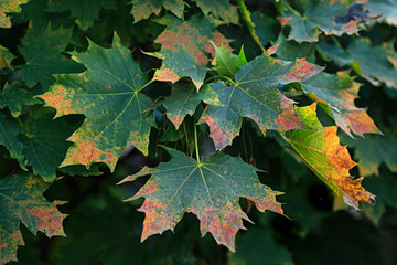 beautiful autumn leaves changing color