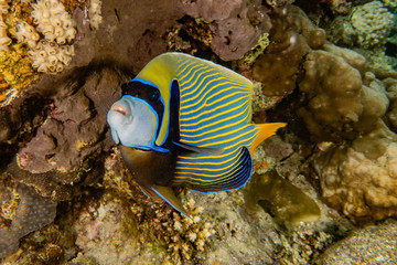 Fish swim in the Red Sea, colorful fish, Eilat Israel