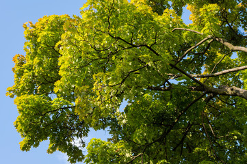 Colorful leaves in autumn time on maple tree.