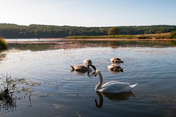 white swans with small swans on the lake