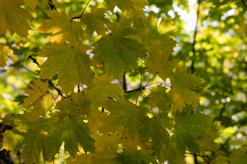 Fototapeta na wymiar Colorful leaves in autumn time on maple tree.