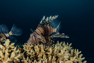 Lion fish in the Red Sea colorful fish, Eilat Israel