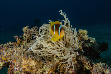 Coral reefs and water plants in the Red Sea, Eilat Israel