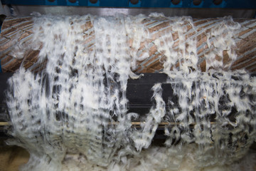 View of the process of purification of white cotton from seeds on the machine. Cotton growing, agriculture, light industry.
