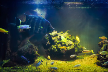 Tropical fish in a large aquarium. Natural aquarium representing tropical biotope.