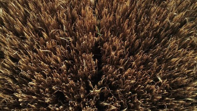 Ein Drohnenflug &uuml;ber einen Getreidefeld inkl. sch&ouml;nen Windeffekt