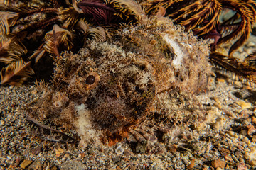 Fish swim in the Red Sea, colorful fish, Eilat Israel