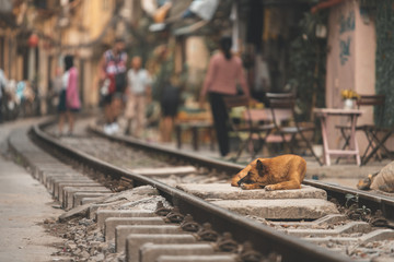 A dog sleeps in the middle of the railway tracks on a hot day at the famous train street in Hanoi, Vietnam