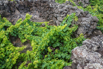 Traditional vineyards in Pico Island, Azores. The vineyards are among stone walls, called the `vineyard corrals`.