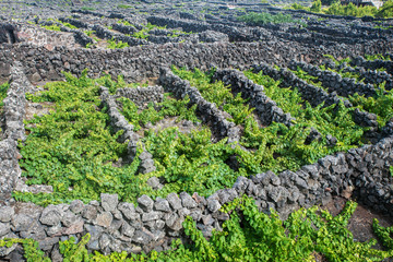 Traditional vineyards in Pico Island, Azores. The vineyards are among stone walls, called the `vineyard corrals`.