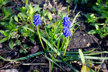 Muscari armeniacum botryoides or grape hyacinth