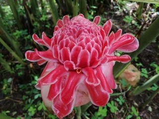 bastone dell'imperatore, fiore di zenzero